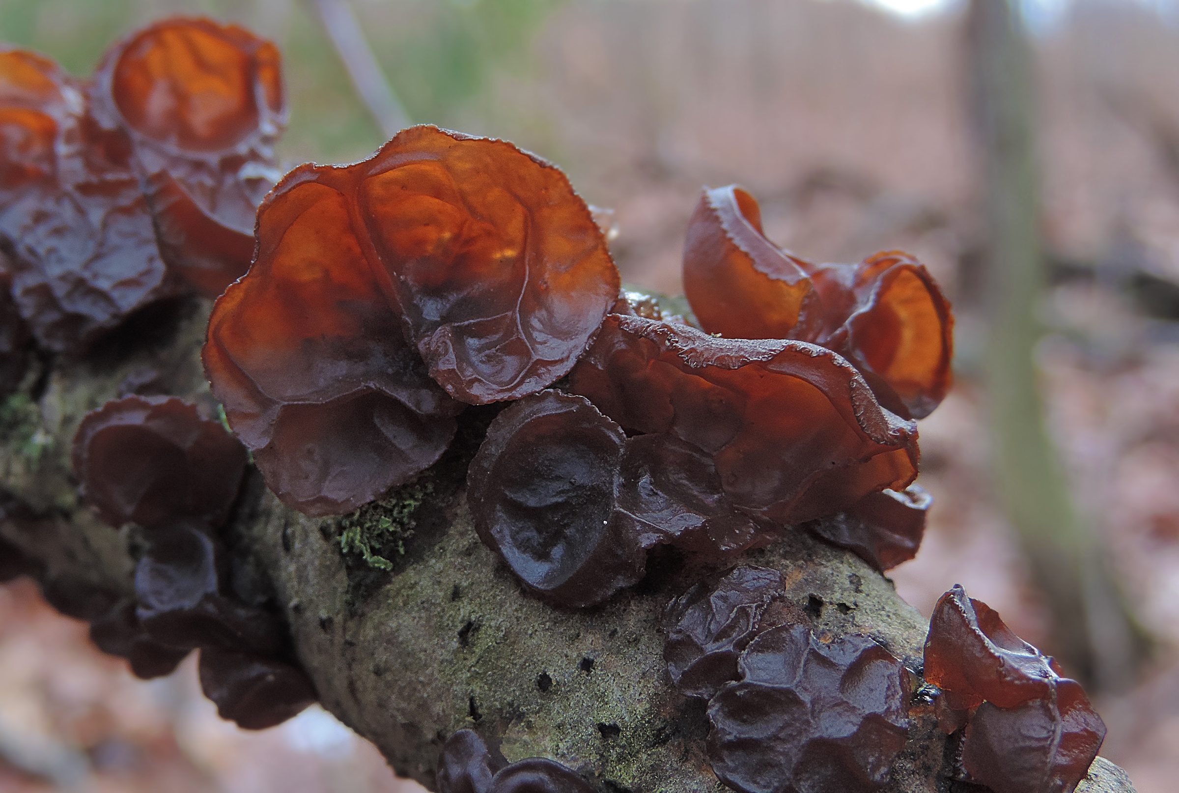 About Cloud Ear Fungus